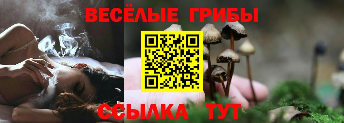 закладки  Вход с VPN  Советск  Псилоцибиновые грибы GOLDEN TEACHER 